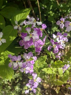 紫色小花绽放绿叶间