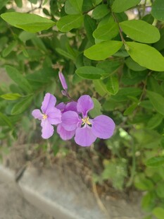 路边绽放的紫色小花
