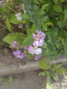 紫色小花绽放于绿叶间