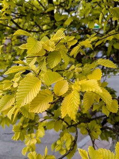 金黄树叶装点的繁茂树枝
