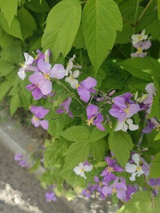 紫白花朵绽放绿叶间