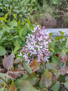 紫花绿叶植物特写