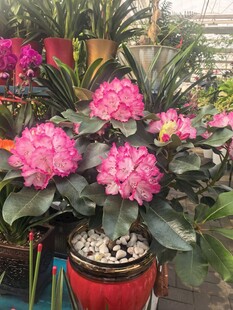 艳丽盆栽茶花绽放