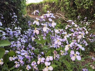 紫色小花绽放于绿植间