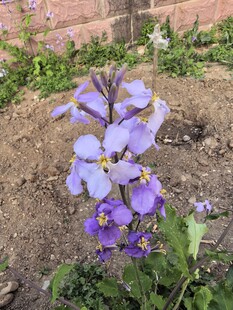 紫色小花绽放于泥土间