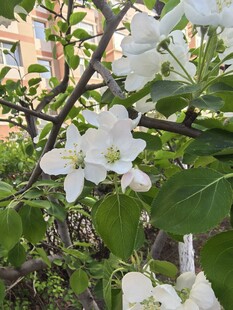 枝头绽放的洁白苹果花