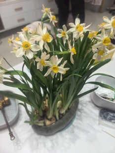水仙盆栽绽放素雅花朵