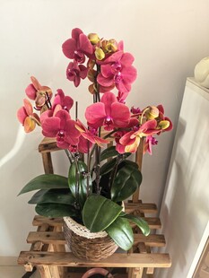 粉色蝴蝶兰盆栽摆于木架上