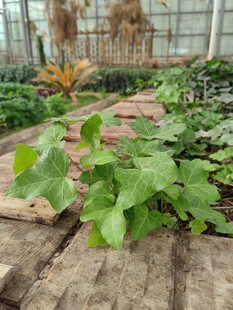 温室中的多样绿植景观