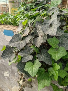 绿叶藤蔓植物景观