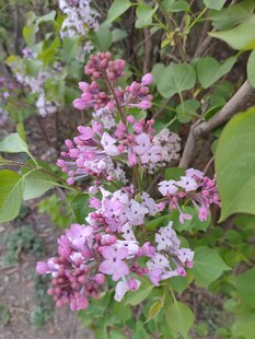 绽放的紫丁香花朵