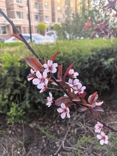 枝头绽放的粉嫩花朵