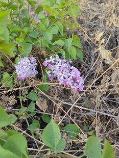 紫色丁香花绽放于草丛