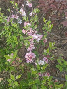 枝头绽放的粉嫩桃花