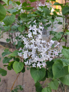 绽放的白色丁香花