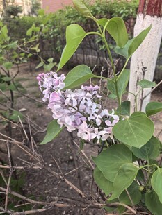 庭院中的紫丁香花绽放
