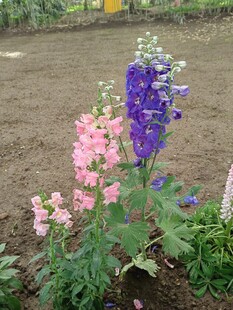 多彩飞燕草绽放于田园