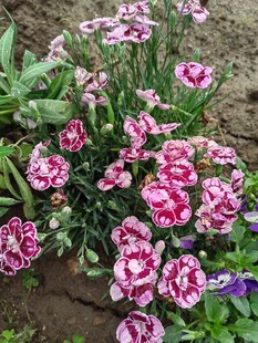 多彩石竹花绽放于花园