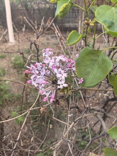 枝头绽放的淡紫色花朵