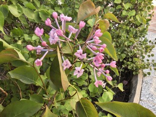 粉色小花绽放绿叶间
