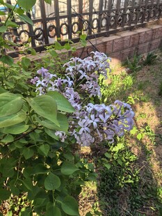 阳光下的紫色花卉景观