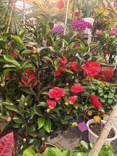 多彩花卉盆栽展示