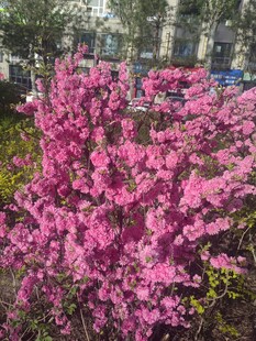 艳丽绽放的粉红色花卉