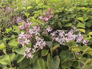 紫色花朵绽放绿叶间