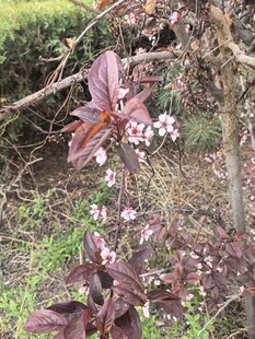 紫叶植物绽放粉色小花