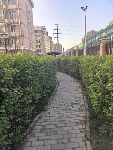 城市中蜿蜒的绿植小径