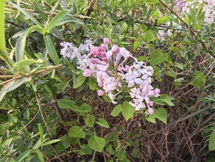 粉色繁花绽放于绿叶间