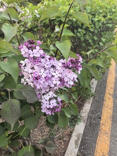 路边绽放的紫色丁香花