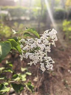 白色小花绽放于绿叶间