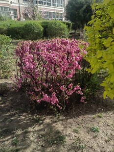 盛开的粉色花丛