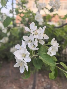 枝头绽放的洁白苹果花