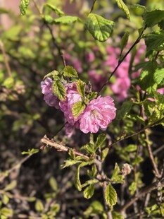 绽放的粉色花朵