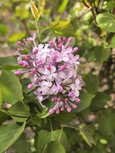 绽放的紫丁香花