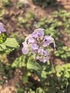 紫色小花绽放于绿叶间