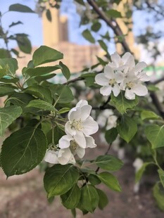 枝头绽放的洁白苹果花