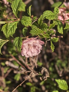 粉色凋零花朵与绿叶