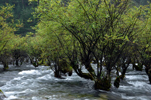 溪边繁茂绿植与湍急流水