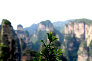 张家界奇峰前的翠绿植物