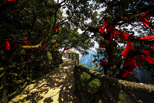 山间红饰小道景致清幽