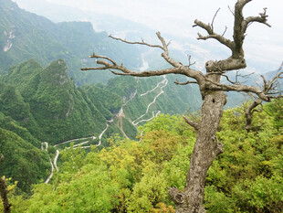 山间枯树立于葱郁山林间
