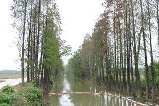 水杉林景观