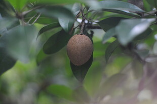 枝头挂着的饱满果实