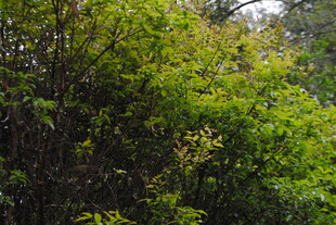 茂密葱郁的林间绿植