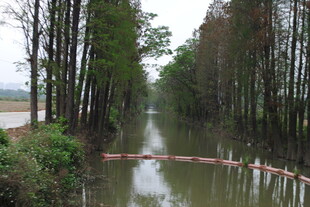 河道水杉
