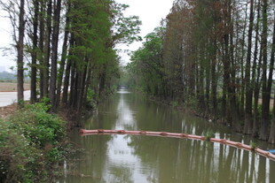南方河道与水杉树林