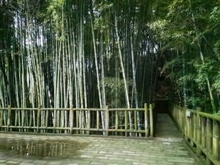 清幽竹林小径
